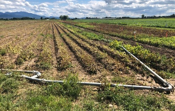 Trockenheit setzt den Landwirten im Südwesten zu