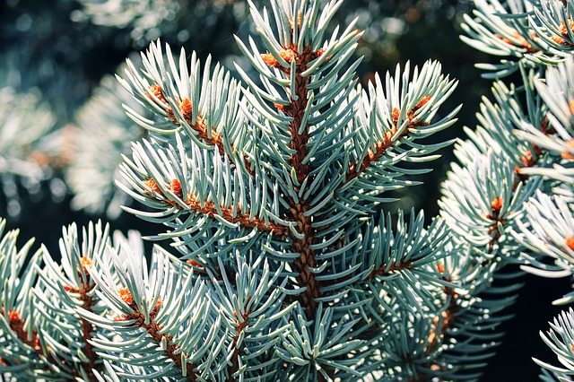 Weihnachtsbäume