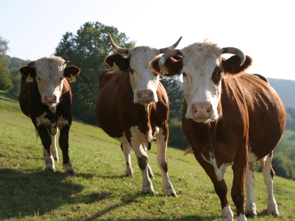 Natur & Tiere - Züchter wollen glückliche Kühe, aber bitte ohne