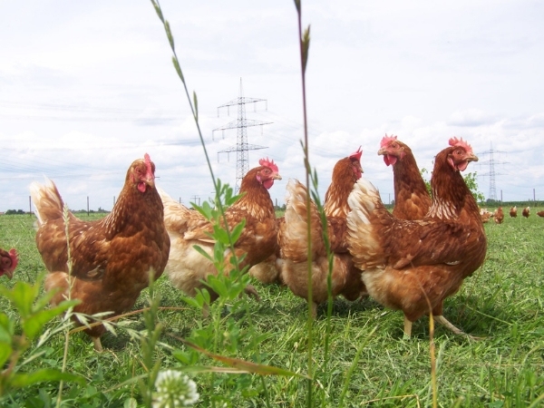 Perspektiven der Landwirtschaft