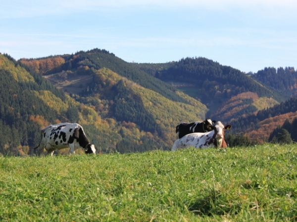 Positionen zur Anbindehaltung von Milchkühen