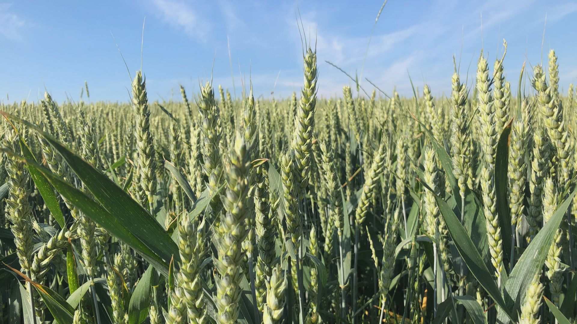 Bauern bitten um tolerantes Miteinander auf Feld und Flur