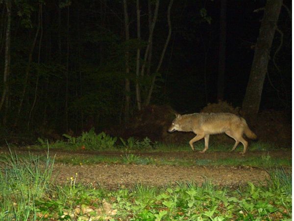 Nachweis eines Wolfes im Landkreis Sigmaringen