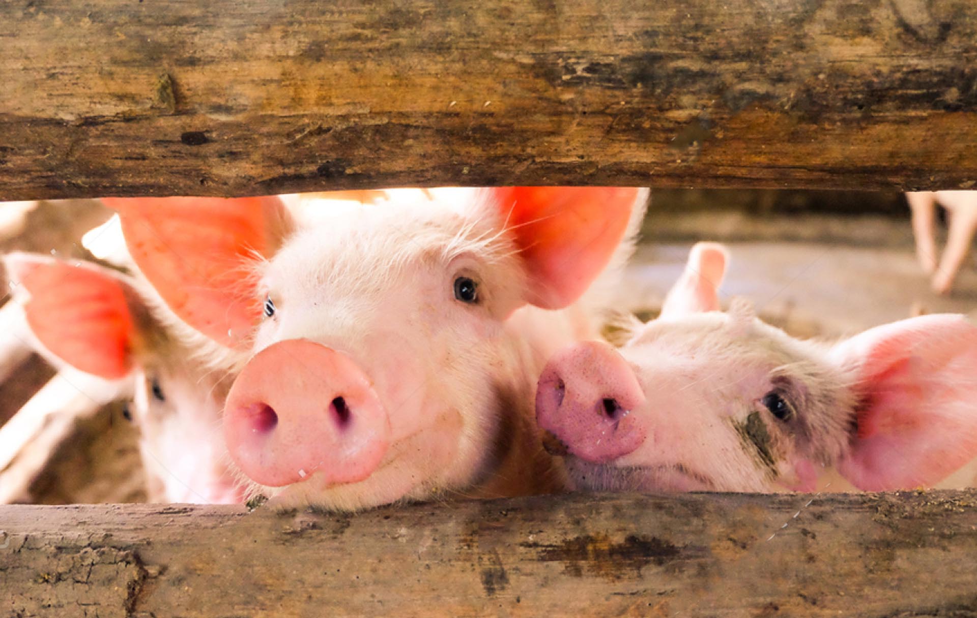 Afrikanische Schweinepest und Jagd