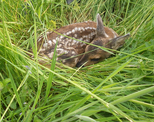 Rehe suchen mit der Wärmebildkamera