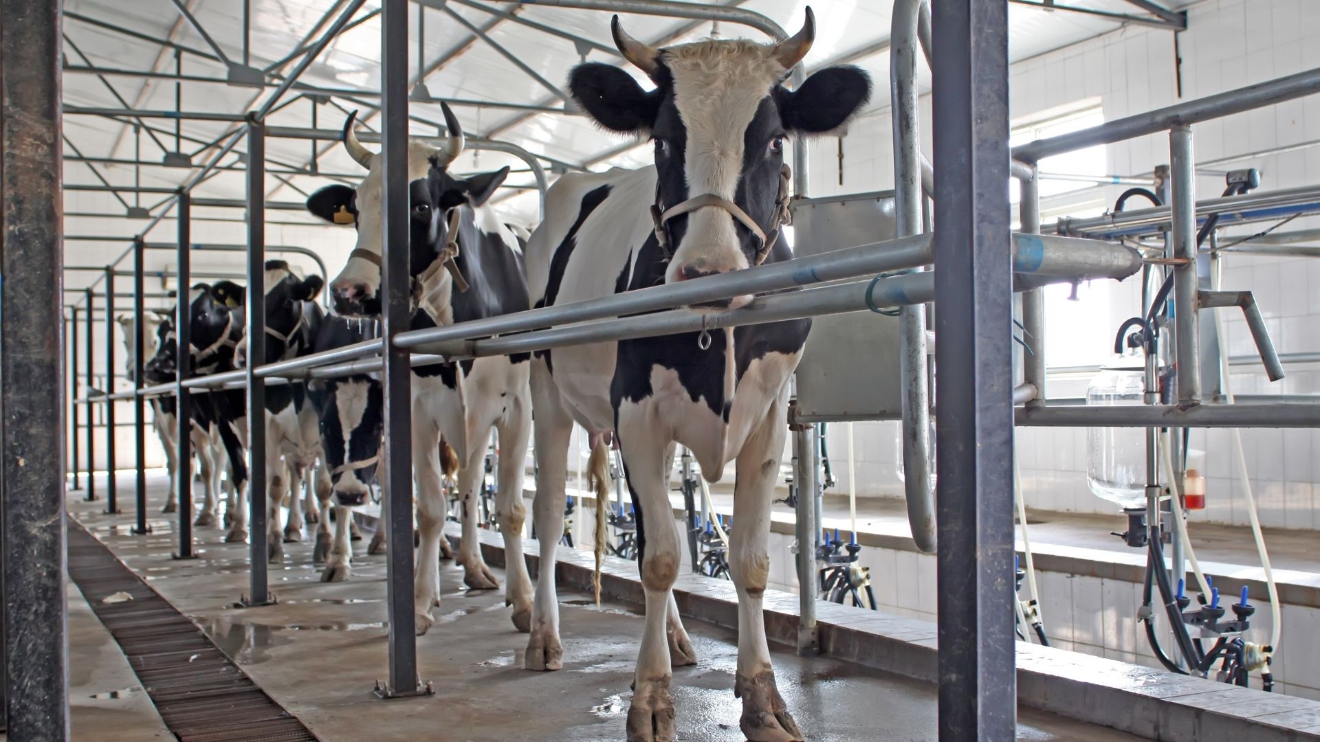 Kühe Melkstand