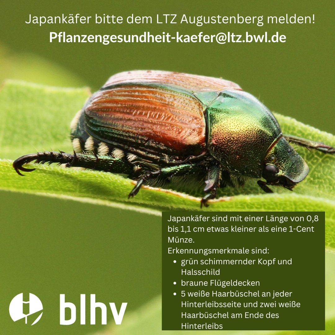 Ferne Gefährten deutsch-japanische Japankaefer-Schild.jpg