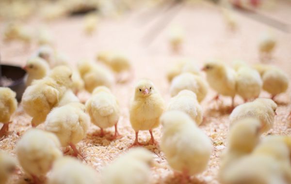 Geflügel Gefluegel Huhn Hühner Küken
